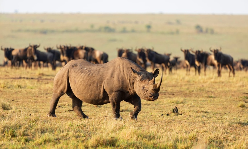 Image 5: ✈ KENIA | Nairobi - Private Tour: Safari in Kenia und Verlängerung ...