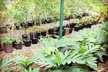 Kualoa Ranch - Kualoa Grown Tour - Second Medium