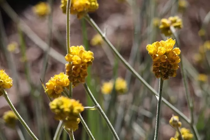 Pinnacles Sunset Stargazing Dinner Experience Small Group Tour