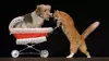 Comedy Pet Theater at V Theater at the Miracle Mile Shops