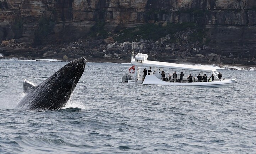 Image 2: Sydney Whale-Watching by Speed Boat