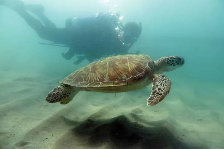 Discover Scuba Diving in San Juan - Primary Image