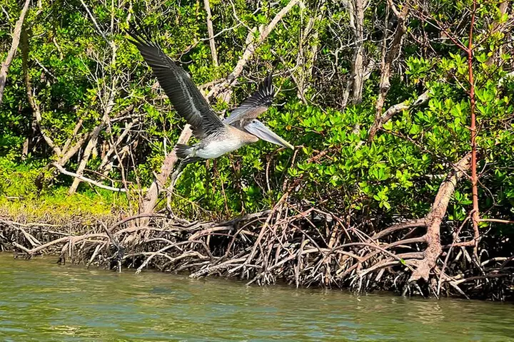 Self Guided Standup Paddle Board EcoTour -Bonita Springs
