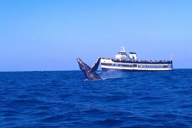 Super Saver: Whale Watching and Patriot Jet Boat Ride - Primary Image