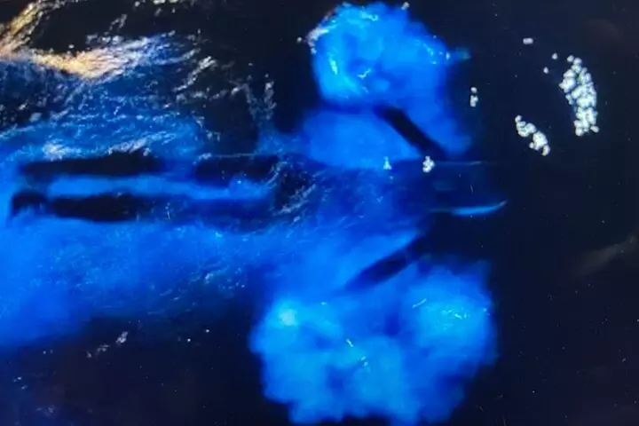 Sunset Bioluminescent Comb Jelly & Dolphin Tour
