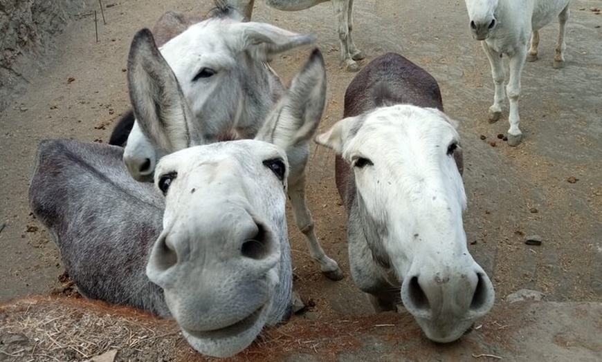 Image 3: Caminando con Nuestros Burros de Rescate