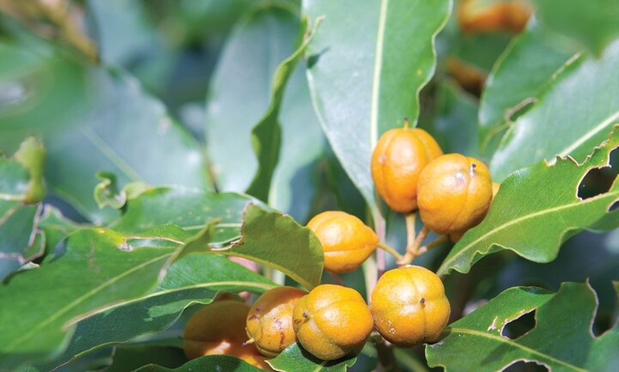 Image 4: Sea Acres National Park: Sea Acres Aboriginal Coastal Tour