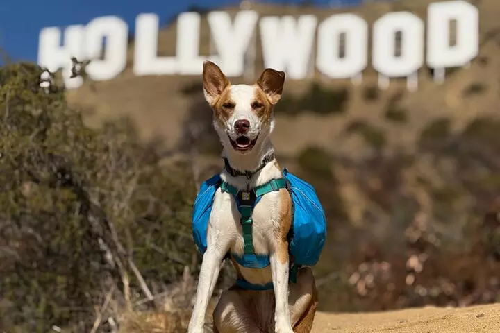 #1 Full Hollywood Sign Tour with Comedians & Their Dogs + Sunsets - Primary Image