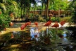 Flamingo March & Pirates Adventure Tour Nassau - Second Medium