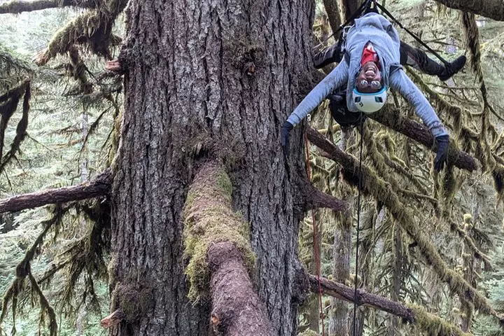 Sunset Tree Climb at Silver Falls State Park