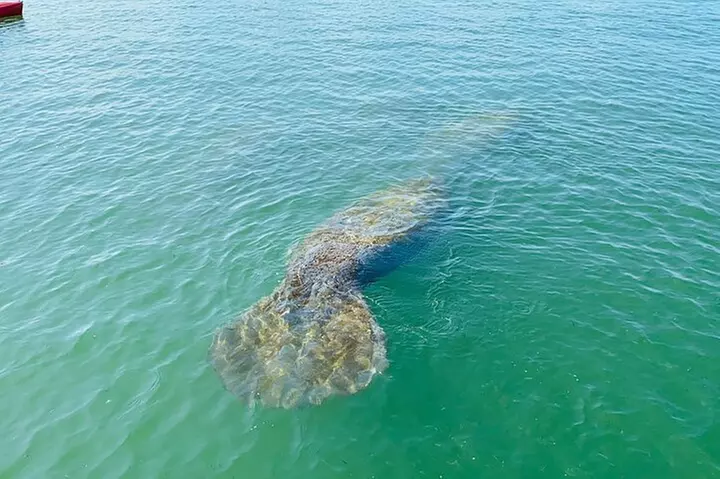 Kayak Tour Adventure Marco Island and Naples Florida