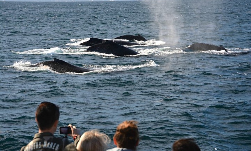 Whale Watch Western Australia - Whale Watch Western Australia | Groupon