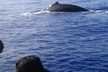 Zodiac Raft Whale Watching Adventure - Second Medium