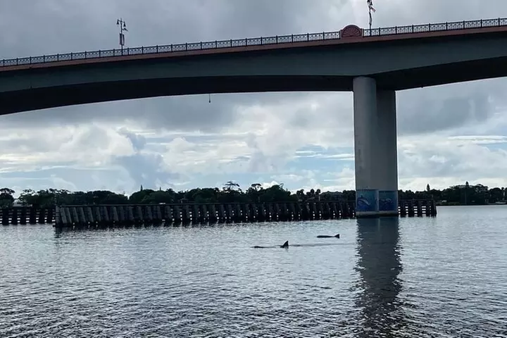 Dolphin and Manatee Stand Up Paddleboard Tour in Daytona Beach