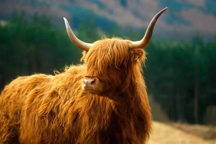 Isle of Skye Full Day Private Tour from Inverness