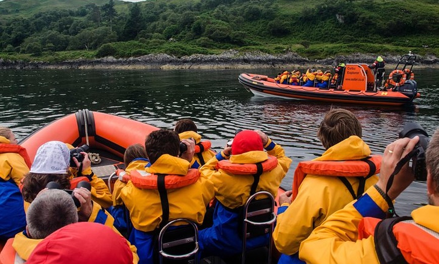 Image 9: Marine Wildlife Tour through Gulf of Corryvreckan