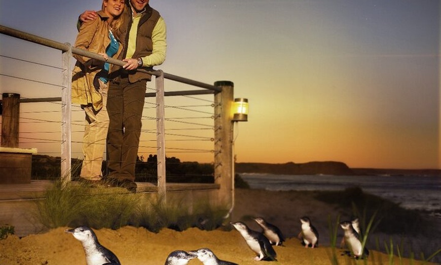 Image 13: Puffing Billy Tour and Penguin Parade from Melbourne