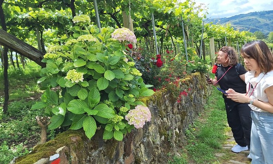 Image 10: Senderismo por el Camino de Santiago desde San Sebastián