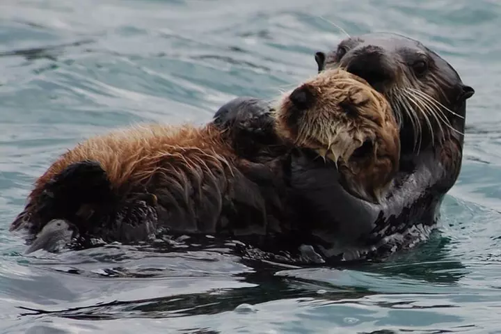 Hoonah Whale-Watching Cruise