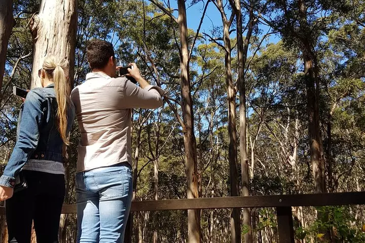 Secret Delights: Curated Wine, Coffee & Forest Experience