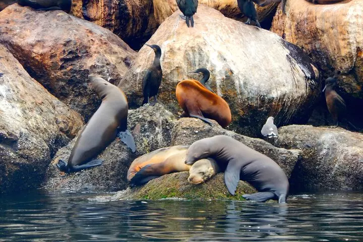 Monterey Bay Kayak Rental Two Hours: Otters, Seals and Sea Lions