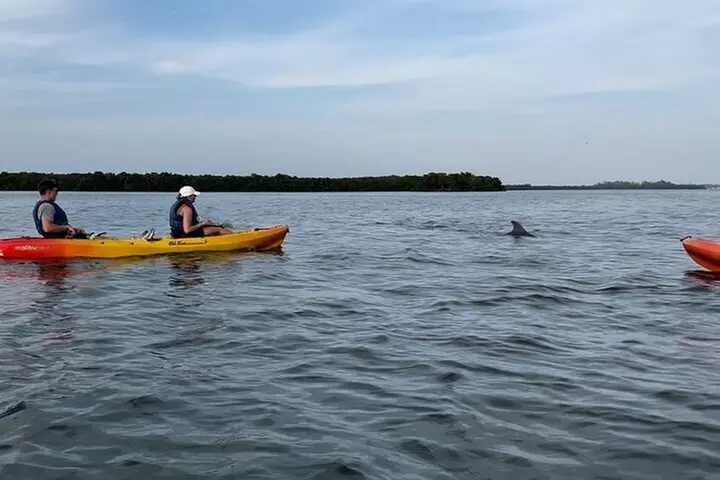 Sunset Kayaking with Dolphins