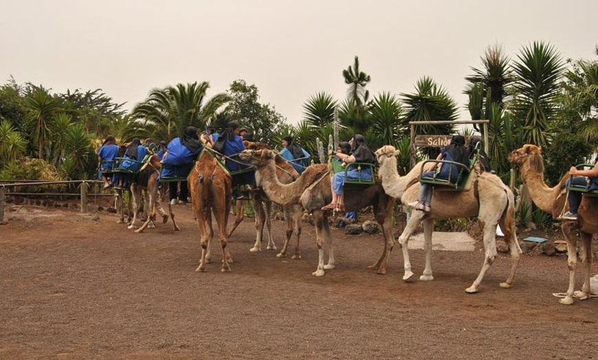 Image 4: Paseo en camello en El Tanque, Tenerife