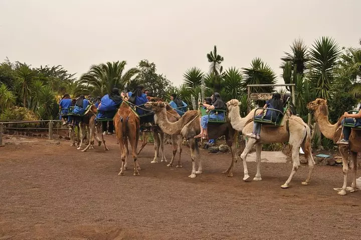 Paseo en camello en El Tanque, Tenerife