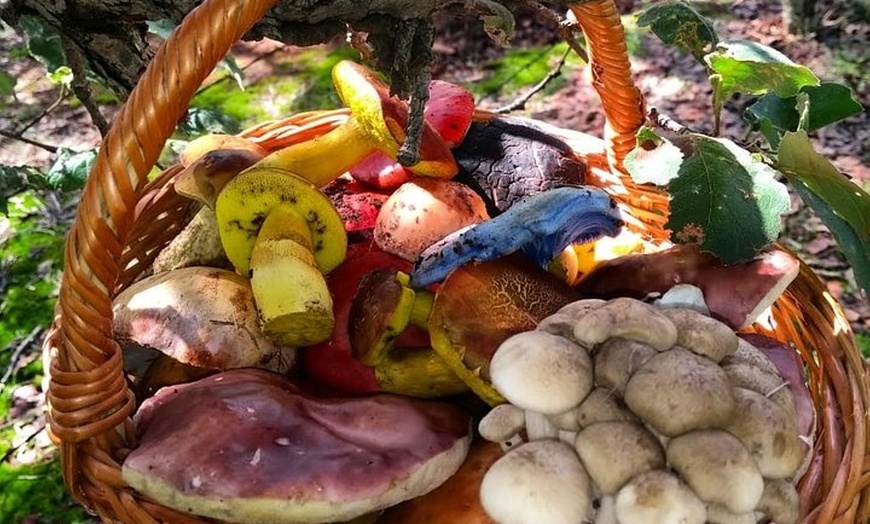 Image 1: Mushroom Tour from Mexico City