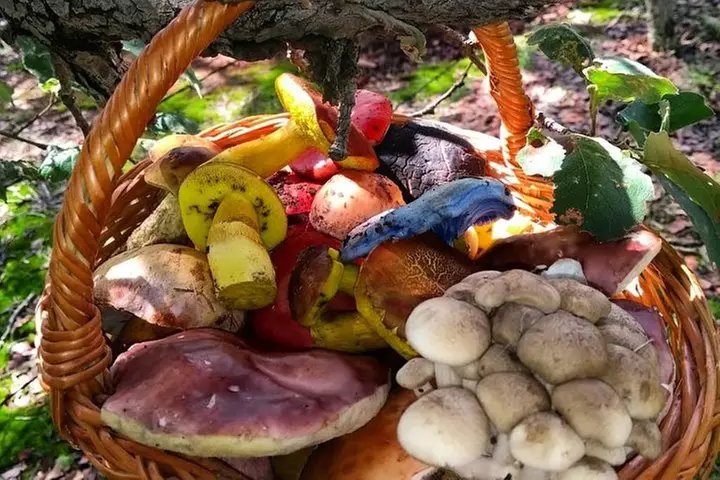 Mushroom Tour from Mexico City - Primary Image