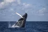 Royal Humpback Whale Exploration