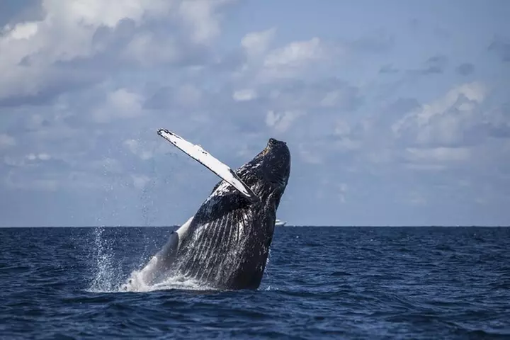 Royal Humpback Whale Exploration - Primary Image