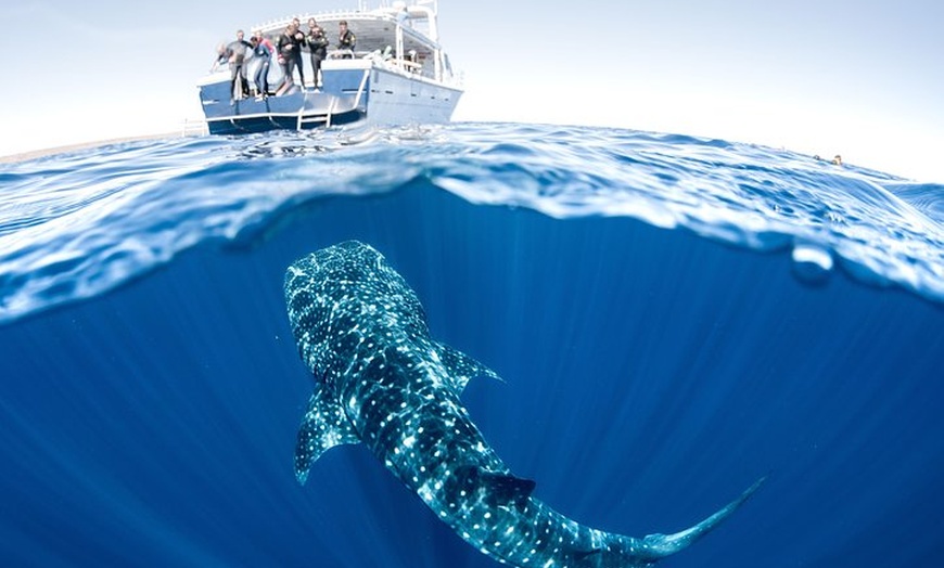 Image 18: Swim with Whale Sharks in the Ningaloo Reef: 3 Island Shark Dive