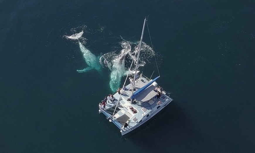 Image 1: Coffs Harbour Whale Watch Experience