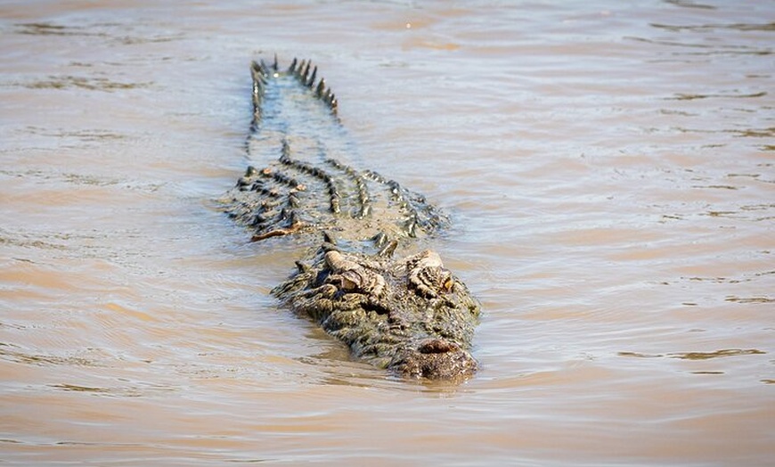 Image 10: Jumping Crocodile Experience