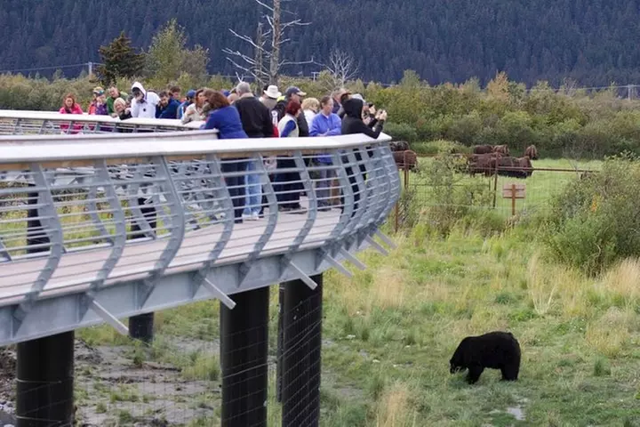 Alaska Wildlife Day Tour with Free Hotel Pickup