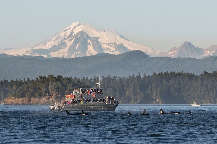 Orcas Island Whale Watching
