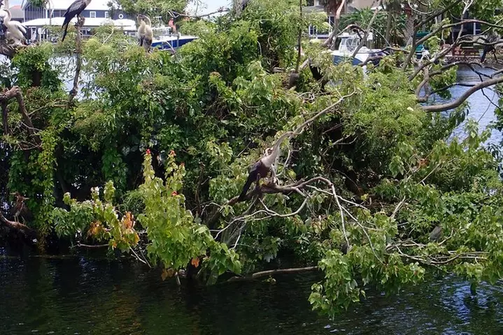 River Cruise Tour with Manatee Viewing