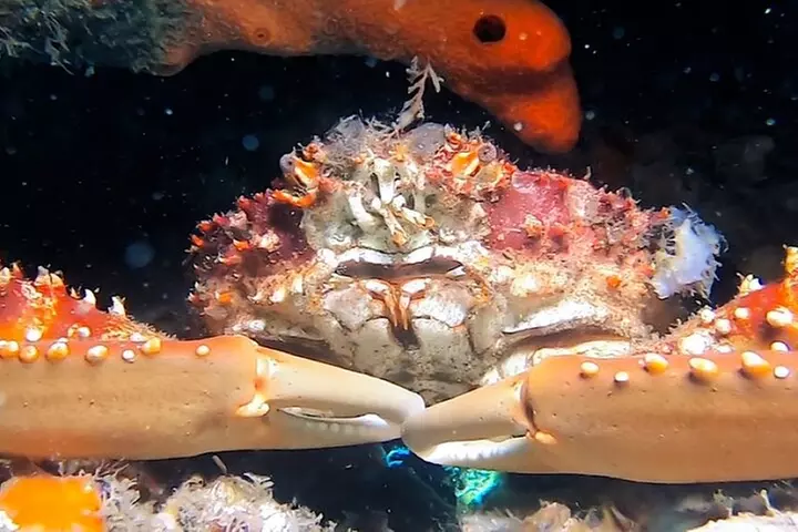 2 ½ - Hour Guided Snorkel Tour of Phil Foster Park, Free Videos!