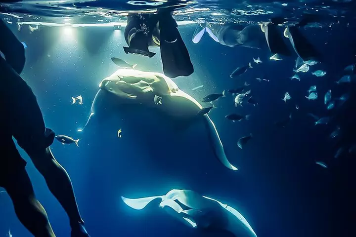 Manta Ray Night Snorkel Tour in Kailua-Kona, Big Island