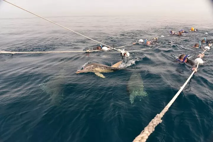 Wild Dolphin Swim Cruise - Primary Image