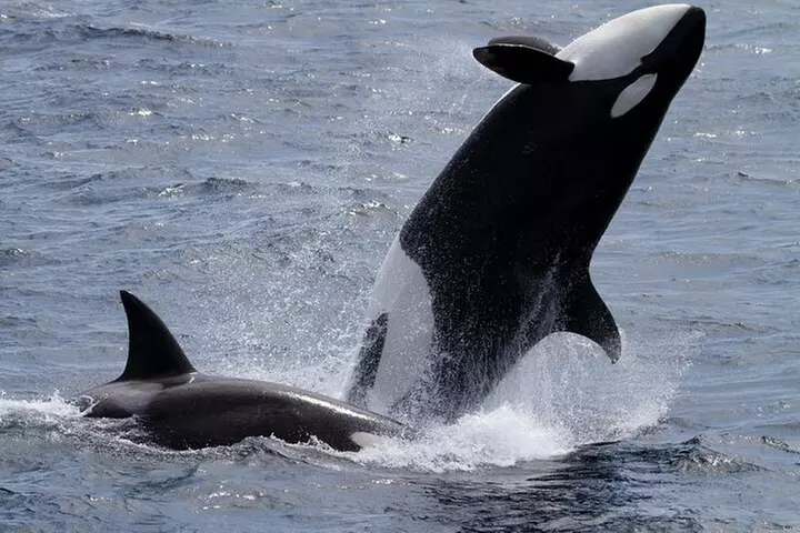 Monterey Whale Watching Tour