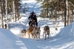 Dog Sledding Adventure in Willow, Alaska - Second Medium