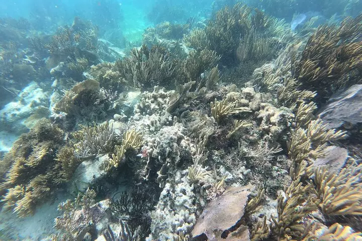 Snorkeling Adventure in Puerto Morelos Includes snack, Water and Round Trip. - Primary Image
