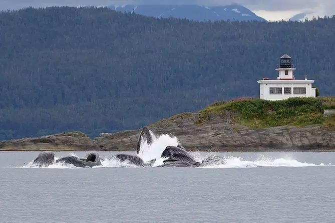 Whale Watch and Mendenhall Glacier Combo Tour - Primary Image