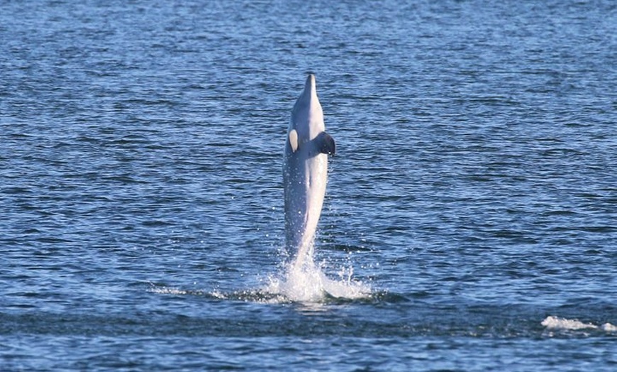 Image 10: Dolphin Sanctuary Kayak Tour Adelaide