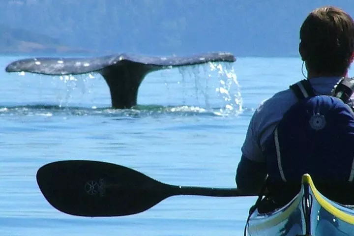3-Hour Sea Kayak Tour in the San Juan Islands - Primary Image