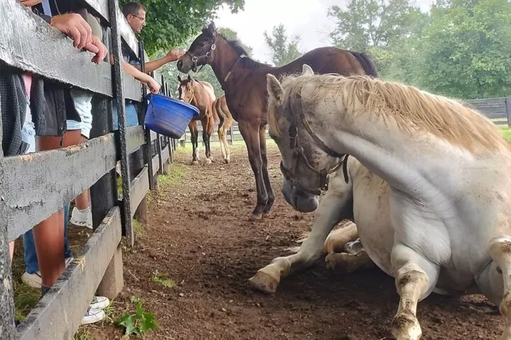 Half-Day Thoroughbred Horse Farm Tour in Kentucky