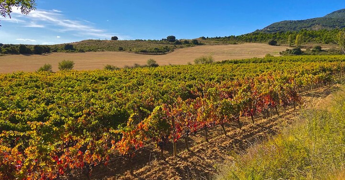 Tour privado de vinos por La Rioja con degustaciones desde Donostia