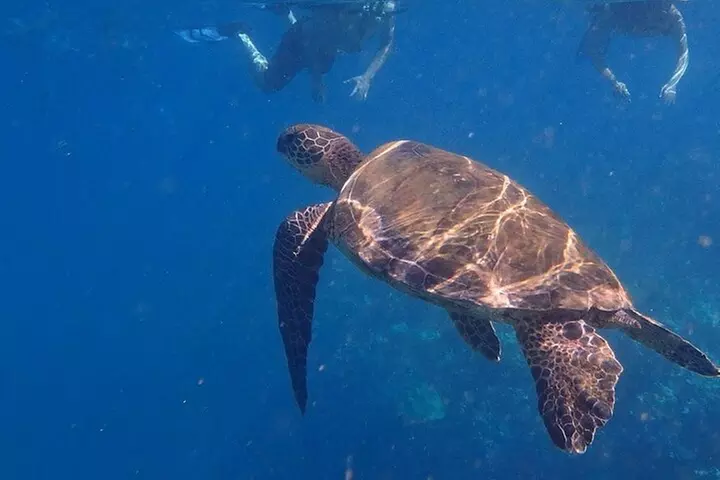 South Shore Turtle Kayak and Snorkel Experience